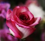 pink-rose-14798