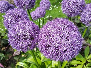 purple-allium-806371_1920